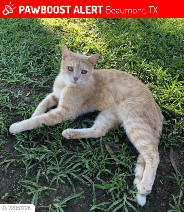 Lost Male Cat last seen Scotts Drive and Bordages, Beaumont, TX 77708