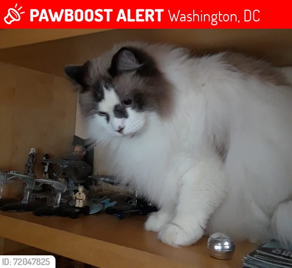 Lost Male Cat last seen 8th and Kennedy Street N.E. , Washington, DC 20011