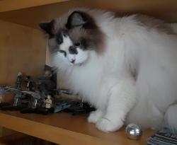 Lost Male Cat last seen 8th and Kennedy Street N.E. , Washington, DC 20011