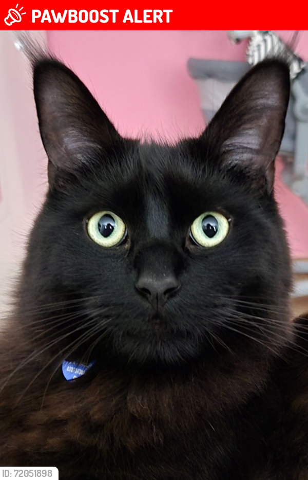 Lost Male Cat last seen St Augustine's Gardens, Suffolk, England IP3 8NS