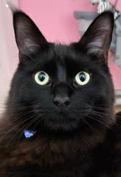 Lost Male Cat last seen St Augustine's Gardens, Suffolk, England IP3 8NS