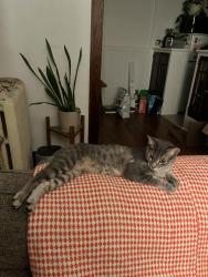 Lost Female Cat last seen 24th and Nicollet, Minneapolis, MN 55404