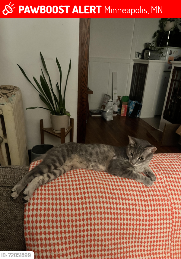 Lost Female Cat last seen 24th and Nicollet, Minneapolis, MN 55404