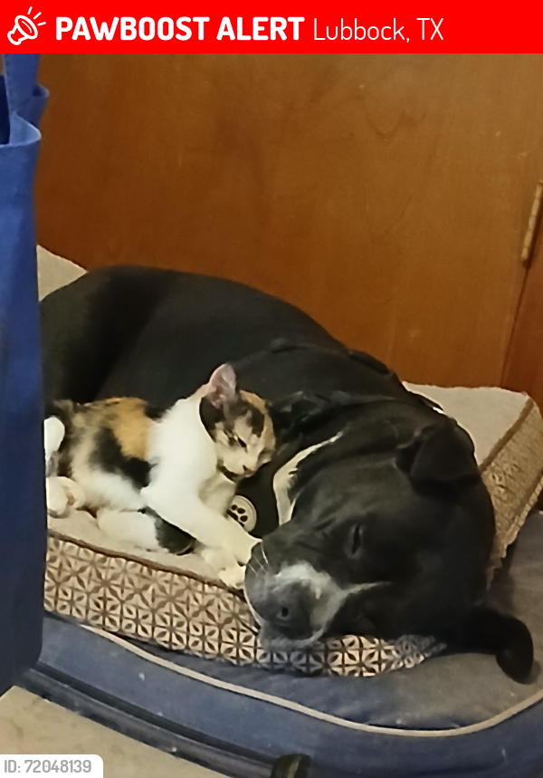 Lost Female Cat last seen 42nd and Salem Lubbock tx , Lubbock, TX 79414