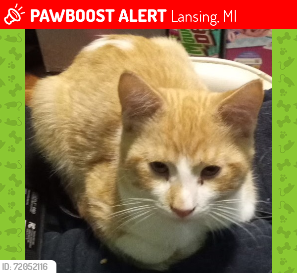Lost Male Cat last seen Waverly and Sheffield , Lansing, MI 48911