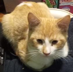Lost Male Cat last seen Waverly and Sheffield , Lansing, MI 48911