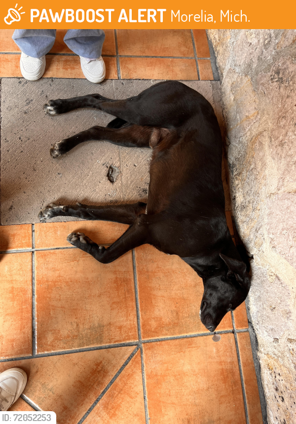 Found/Stray Male Dog last seen Adentro de la prepa y cerca de lilians coffes, Morelia, Mich. 58000