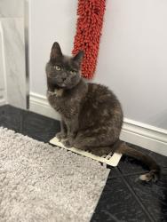 Lost Female Cat last seen Stanley Park Mall (Ottawa/River/Bradley), Kitchener, ON N2A