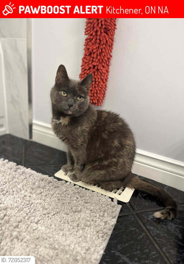 Lost Female Cat last seen Stanley Park Mall (Ottawa/River/Bradley), Kitchener, ON N2A