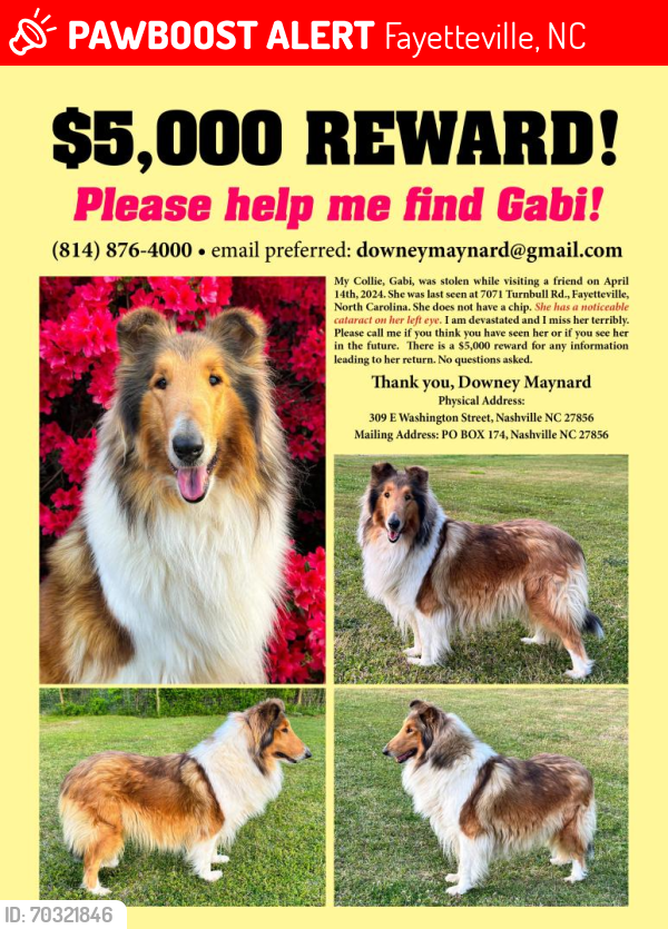 Lost Female Dog last seen Near Turnbull Rd. Fayetteville NC, Fayetteville, NC 28312