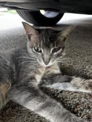 Lost Female Cat last seen Gladiolus and Fountainhead, Dallas, TX 75233