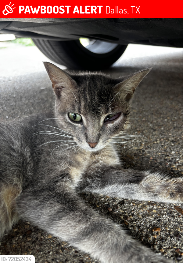 Lost Female Cat last seen Gladiolus and Fountainhead, Dallas, TX 75233