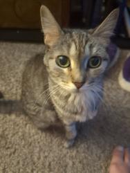 Lost Female Cat last seen Lori lane in Autumn Ridge Apts, next to Meijer Plainfield , Northview, MI 49525