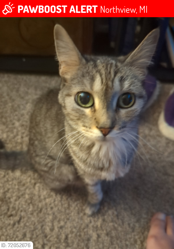 Lost Female Cat last seen Lori lane in Autumn Ridge Apts, next to Meijer Plainfield , Northview, MI 49525