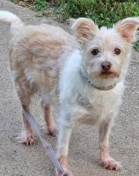 Lost Female Dog last seen 5th ave & Glass, Sioux City, IA 51106