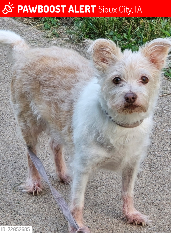 Lost Female Dog last seen 5th ave & Glass, Sioux City, IA 51106