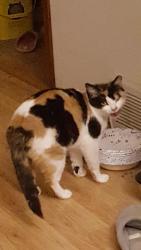Lost Female Cat last seen Nimtz Rd, Loves Park, IL 61111