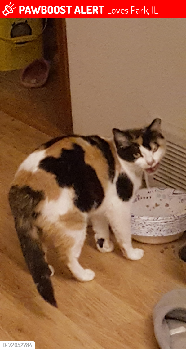 Lost Female Cat last seen Nimtz Rd, Loves Park, IL 61111