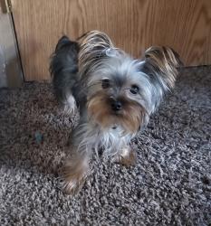Lost Male Dog last seen W Casino Rd and 8th Ave W, Everett, WA 98204