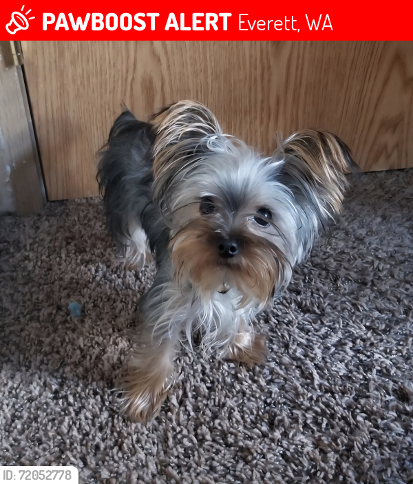 Lost Male Dog last seen W Casino Rd and 8th Ave W, Everett, WA 98204