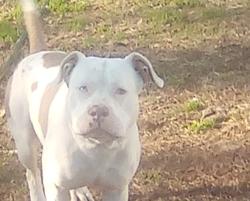 Lost Male Dog last seen Near Gregg shoals road Iva s.c, Iva, SC 29655