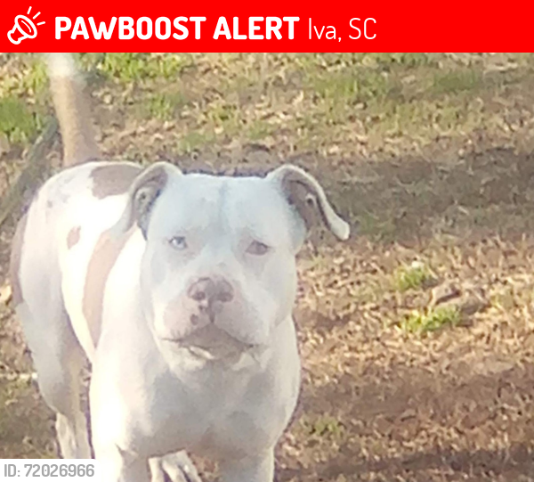 Lost Male Dog last seen Near Gregg shoals road Iva s.c, Iva, SC 29655