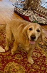 Lost Male Dog last seen Sutherland Farm Area, Morning Dove, Bowling Green, KY 42104