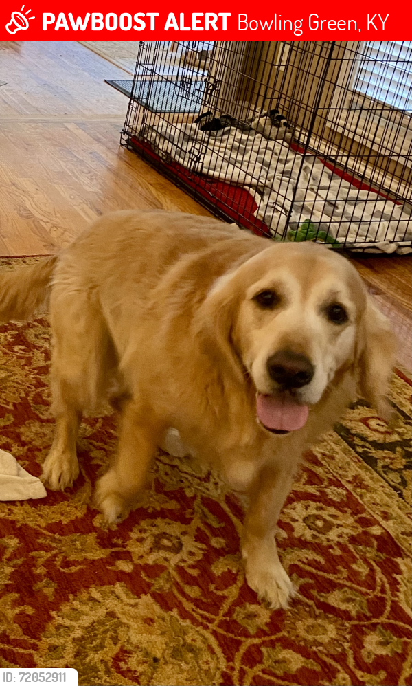 Lost Male Dog last seen Sutherland Farm Area, Morning Dove, Bowling Green, KY 42104