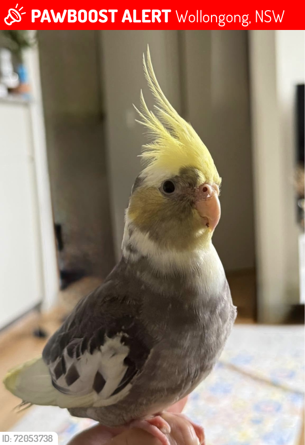 Lost Male Bird last seen Princess Hwy, Wollongong, NSW 