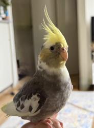 Lost Male Bird last seen Princess Hwy, Wollongong, NSW 