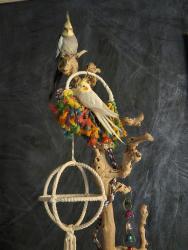 Lost Unknown Bird last seen Near jefferson hoboken, Hoboken, NJ 07030