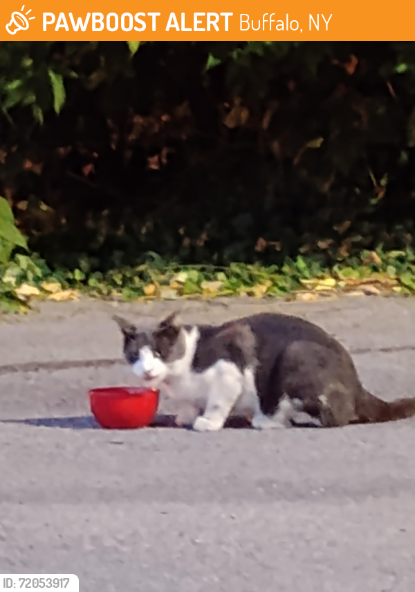 Found/Stray Unknown Cat last seen Elmwood avenue and Summer Street, Buffalo, NY 14222