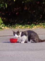 Found/Stray Unknown Cat last seen Elmwood avenue and Summer Street, Buffalo, NY 14222