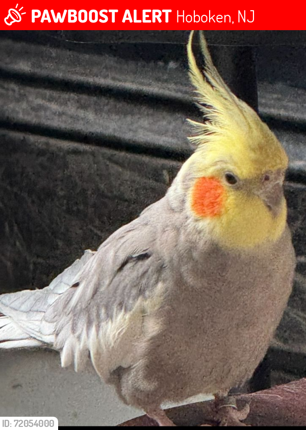 Lost Unknown Bird last seen Near jefferson hoboken, Hoboken, NJ 07030