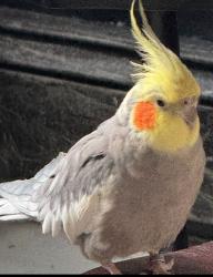Lost Unknown Bird last seen Near jefferson hoboken, Hoboken, NJ 07030