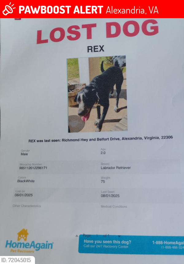 Lost Male Dog last seen Richmond Hwy and Belfort Drive, Alexandria Virginia 22306, Alexandria, VA 22314