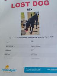 Lost Male Dog last seen Richmond Hwy and Belfort Drive, Alexandria Virginia 22306, Alexandria, VA 22314