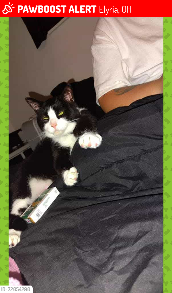 Lost Male Cat last seen westway gardens elyria, Elyria, OH 44035