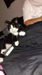 Lost Male Cat last seen westway gardens elyria, Elyria, OH 44035