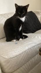 Lost Female Cat last seen Gouin Ouest and Le Mesurier, Montréal, QC H4K 2B3