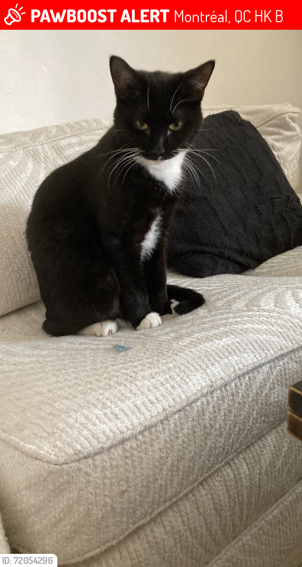 Lost Female Cat last seen Gouin Ouest and Le Mesurier, Montréal, QC H4K 2B3