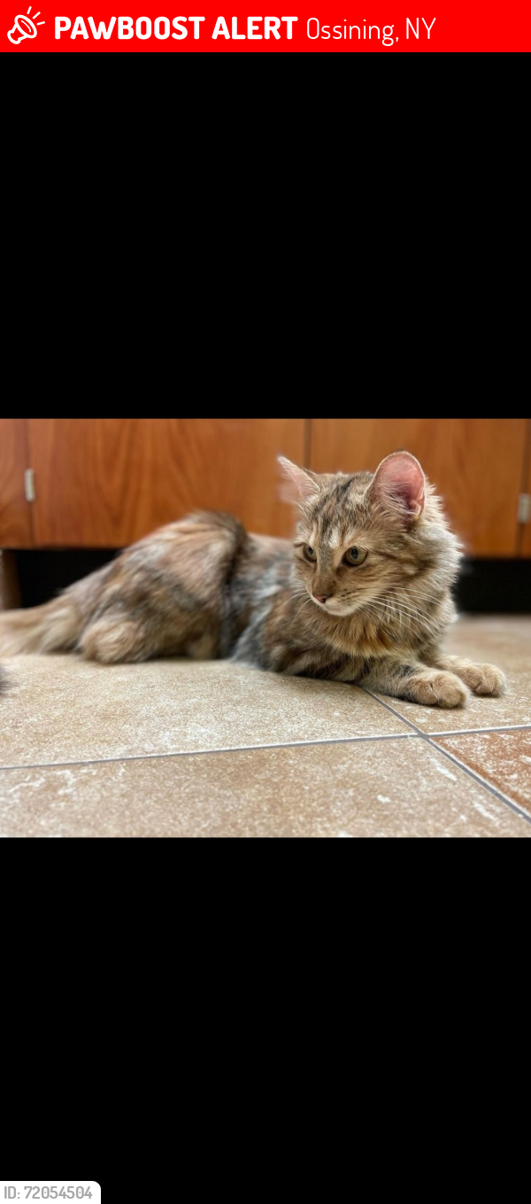 Lost Female Cat last seen Cedar Ln , Ossining, NY 10510