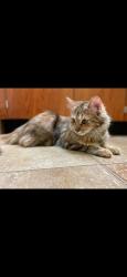Lost Female Cat last seen Cedar Ln , Ossining, NY 10510