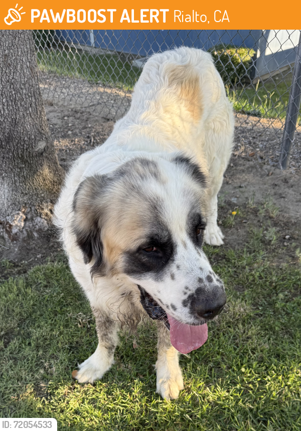 Rialto, CA Stray Male Dog Found Near Verbena | PawBoost