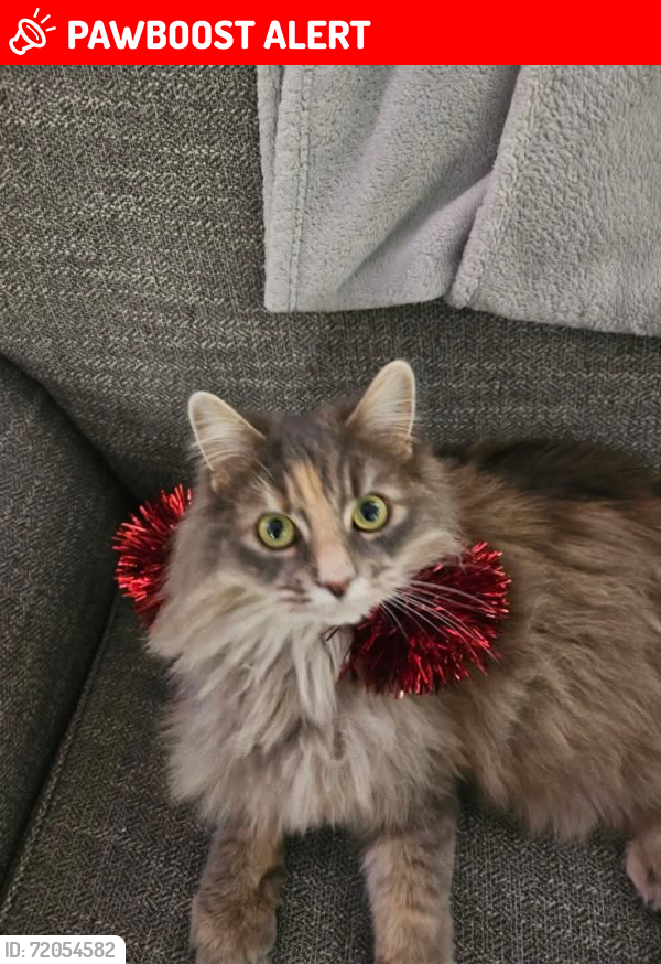 Lost Female Cat last seen East suffolk road, E Suffolk Rd, PE C1A 7J7