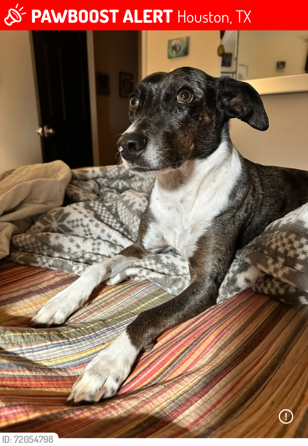 Lost Female Dog last seen Polk St and Sampson St, EaDo, Houston, TX 77003