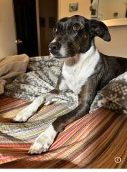 Lost Female Dog last seen Polk St and Sampson St, EaDo, Houston, TX 77003