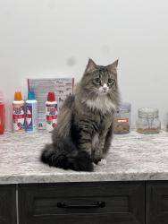 Lost Female Cat last seen Summerwood neighborhood hwy21 Lakeland dr, Sherwood Park, AB T8H 0K3