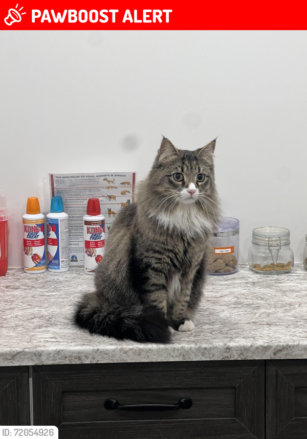 Lost Female Cat last seen Summerwood neighborhood hwy21 Lakeland dr, Sherwood Park, AB T8H 0K3