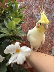 Lost Male Bird last seen Keller Avenue, San Lorenzo, San Lorenzo, CA 94580